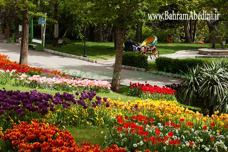 گل های لاله در پارک ملت