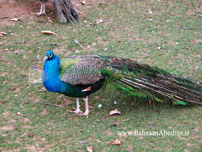 طاووس پارک ملت