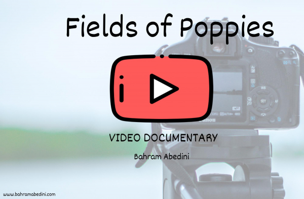 Fields of poppies