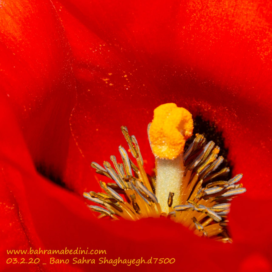 Desert rose