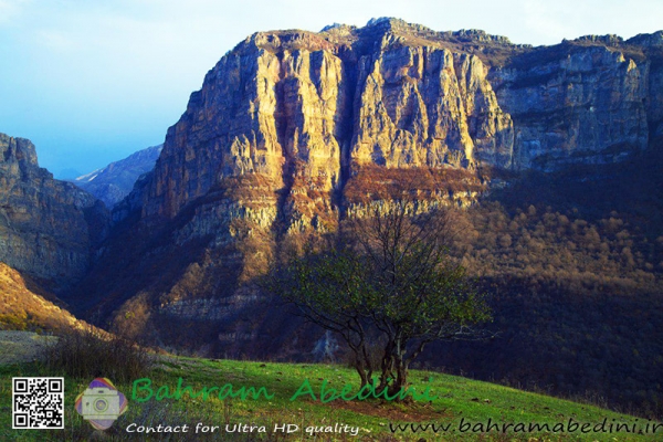 solitary tree of Harijan