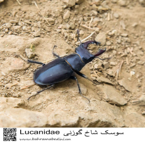 Stag beetle of Iran
