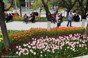Tulip fever of Nowruz, Tehran